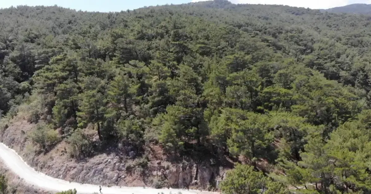 Kahramanmaraş’ta Orman Yangını Riski Artıyor: 31 Ekim’e Kadar Girişler Yasaklandı