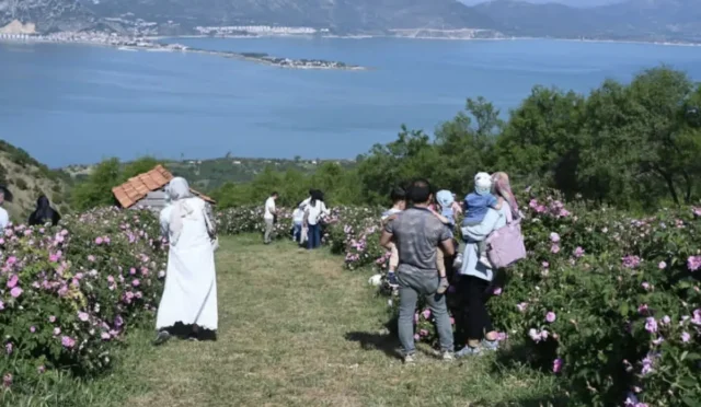 Isparta Uluslararası Gül Festivali kapsamında Sorkuncak köyünde düzenlenen gül hasadı ve bisiklet yarışı etkinliğinden bir görüntü.