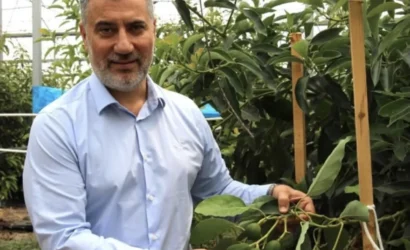 Antalya'da tropikal meyve bahçelerinde üretim yapan çiftçiler