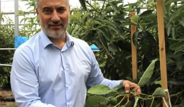 Antalya'da tropikal meyve bahçelerinde üretim yapan çiftçiler