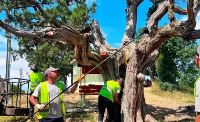 Kırıkkale'de anıt ağaçların budama ve ilaçlama çalışması