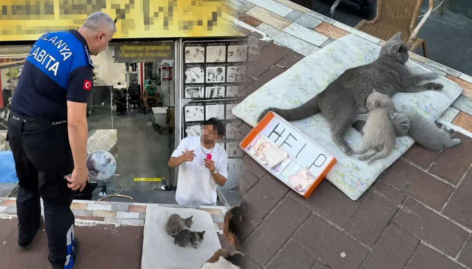 Alanya’da Kedi İstismarı: “HELP” Yazılı Kutuyla Para Toplama Girişimine Belediye’den Hızlı Müdahale