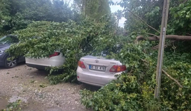 Çorum'da şiddetli yağış sonrası devrilen ağacın altında kalan hasarlı araçlar