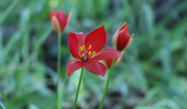 Amasya'da 130 yıl sonra bulunan yitik Türk lalesi (Tulipa Sprengeri)