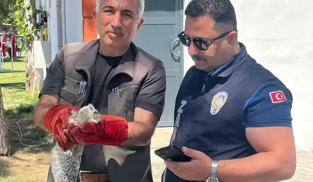 Battalgazi Belediyesi zabıta ekipleri tarafından koruma altına alınan yavru baykuş