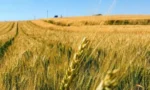 Çorum'da kuru tarım koşullarında başarıyla gelişen yerli buğday 'Kirve' çeşidi.