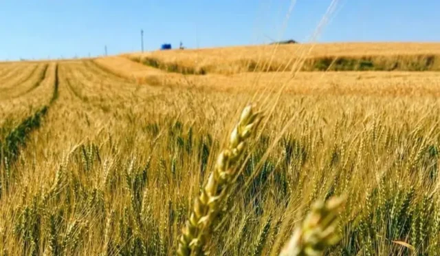 Çorum'da kuru tarım koşullarında başarıyla gelişen yerli buğday 'Kirve' çeşidi.