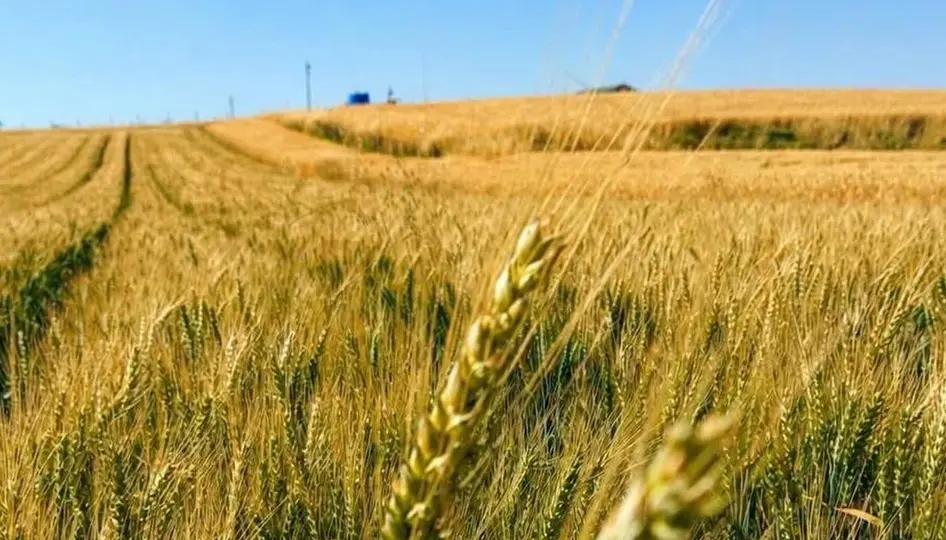 Yerli Buğday ‘Kirve’ Çorum’da Kuraklığa Meydan Okuyor: Kuru Tarımda Umut Veren Gelişme