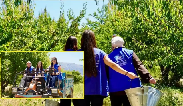 Ispartalı genç gönüllüler kayısı bahçesinde hasat yaparken