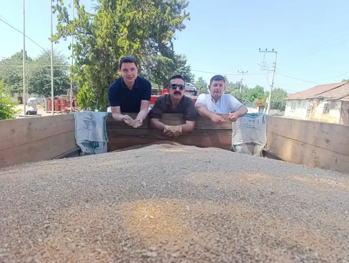 İnegöl’de Buğday Hasadı Başladı: TMO Alımlarıyla Çiftçi Destekleniyor