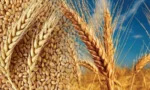 Türkiye'nin 2025 yılında 83,2 milyar dolarlık tarımsal hasıla ile Avrupa'da rekor kırmasını gösteren görsel.