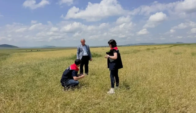 Kars'ta fırtına ve dolu sonrası hasar gören tarım arazilerinde inceleme yapan teknik ekipler