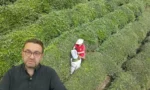 Rize'de ikinci çay hasadı için planlama uyarısı yapan Rize Ticaret Borsası Başkanı Mehmet Erdoğan