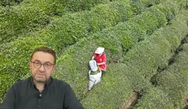 Rize'de ikinci çay hasadı için planlama uyarısı yapan Rize Ticaret Borsası Başkanı Mehmet Erdoğan