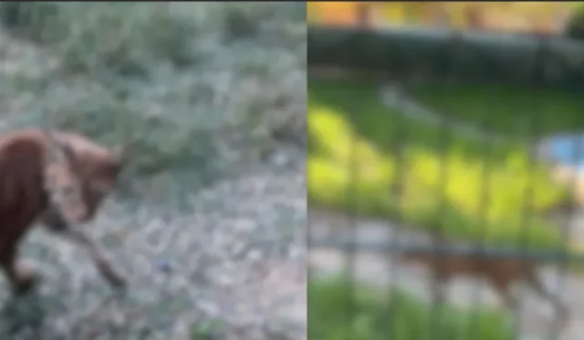 Edirne Hamzabeyli Sınır Kapısı'nda ele geçirilen vaşak ve serval kedileri