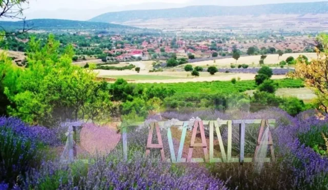 Isparta Kuyucak köyü mor lavanta tarlaları sezonu açıldı, ziyaretçiler ve doğa tutkunları akın ediyor.