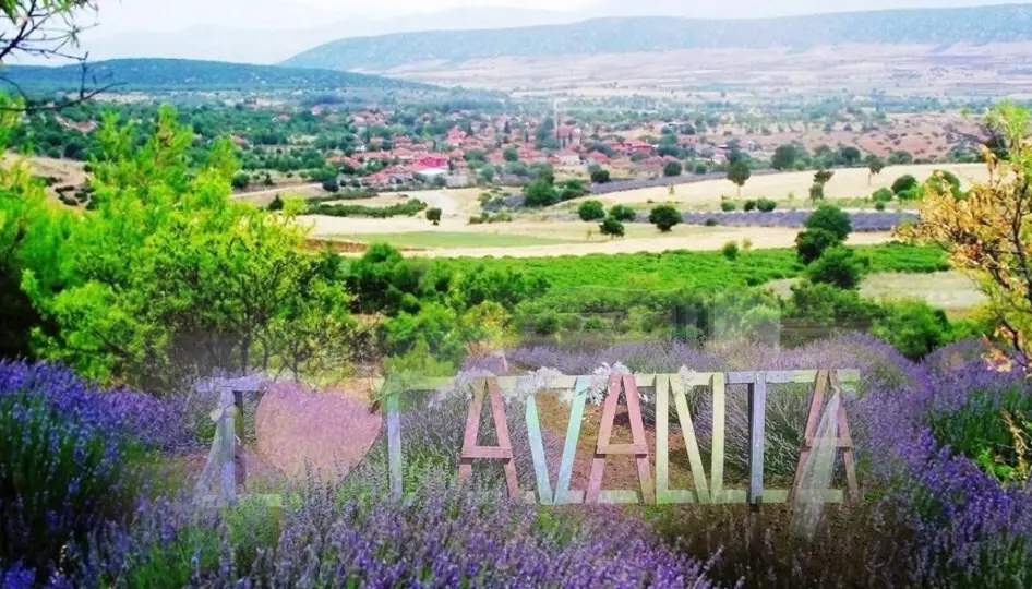 Kuyucak’ın Mor Denizi Açıldı: Lavanta Sezonu Başladı, Ziyaretçiler Akın Ediyor