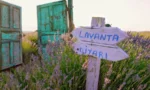 Isparta'da yaz aylarında mor renge bürünen geniş lavanta tarlaları