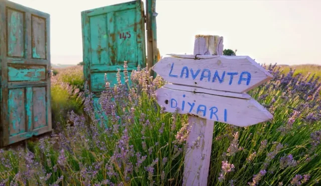 Isparta'da yaz aylarında mor renge bürünen geniş lavanta tarlaları