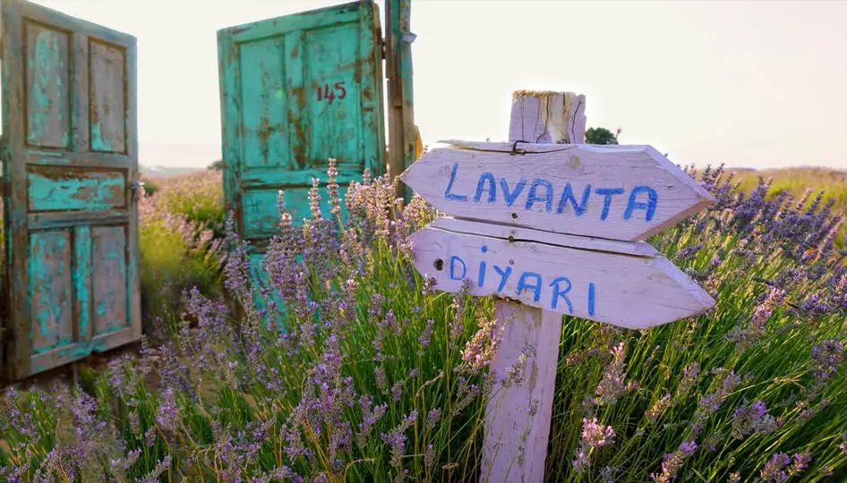 Isparta’nın Mor Cenneti: Lavanta Bahçeleri Yazın Gelişiyle Büyülüyor