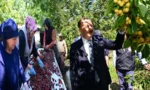 Isparta Uluborlu kiraz hasadı, bereketli sezon ve üreticiler