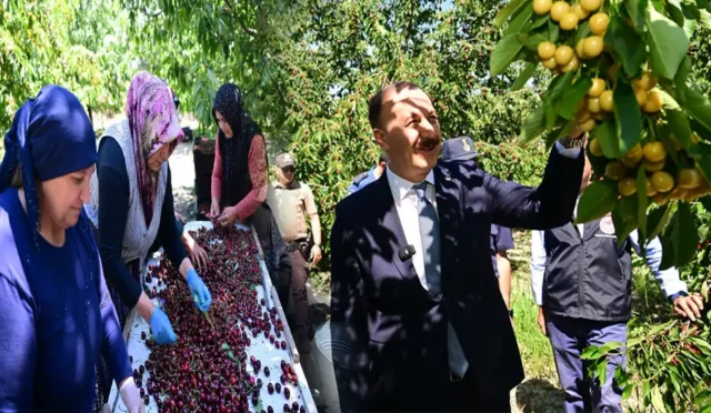 Isparta Uluborlu kiraz hasadı, bereketli sezon ve üreticiler
