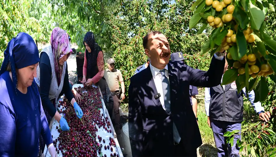 Isparta’da Kiraz Bolluğu: Uluborlu’da Hasat Bereketli Geçiyor, Fiyatlar Tüketiciye Yansıyor