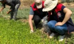 Kırıkkale'de organik tarım arazilerinde denetim yapan görevliler