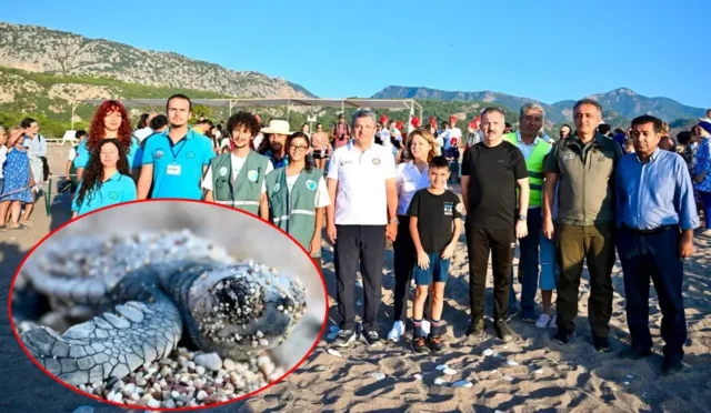 Caretta caretta yavrularının gönüllüler eşliğinde denize ulaşması