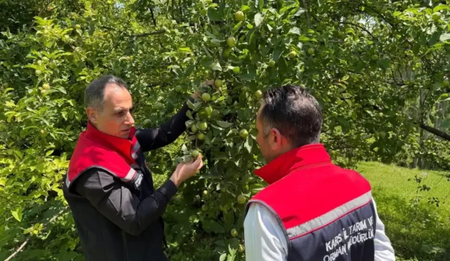 Kars'ta meyve bahçelerinde incelemelerde bulunan Tarım İl Müdürü Enver Aydın