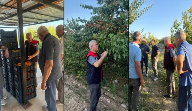Isparta'nın Yalvaç ilçesinde kayısı hasadı yapan çiftçiler ve kayısı ağaçları