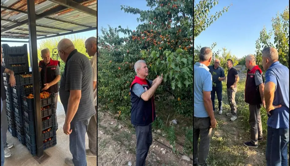 Yalvaç’ta Kayısı Hasadı Bereketli Geçiyor: 30 Bin Ton Ürün Hedefleniyor