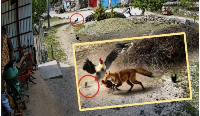 Burdur'da cesur bir horozun, tilkinin elinden tavuğu kurtardığı anı gösteren güvenlik kamerası görüntüsü.