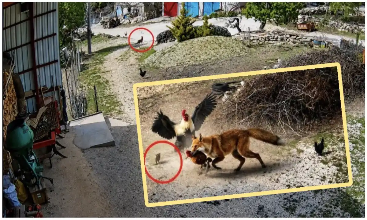 Burdur’da Akılalmaz Kurtuluş: Horoz, Tilkinin Pençesindeki Tavuğu Böyle Kurtardı!