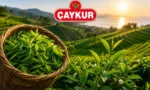 ÇAYKUR'dan üreticilere benzinli motorla çay hasadı yapmamaları uyarısı