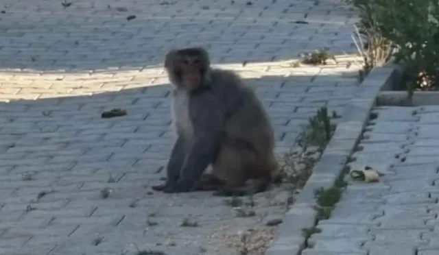 Hatay'da yakalanan maymun, vatandaşları tedirgin etti.