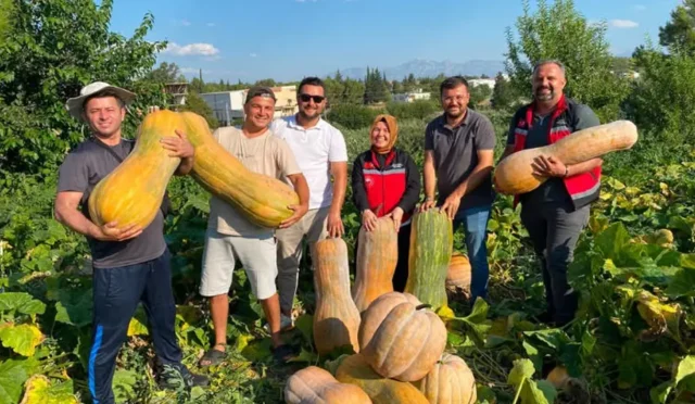 Antalya Aksu'da 50 kilograma ulaşan dev bal kabakları hasat ediliyor