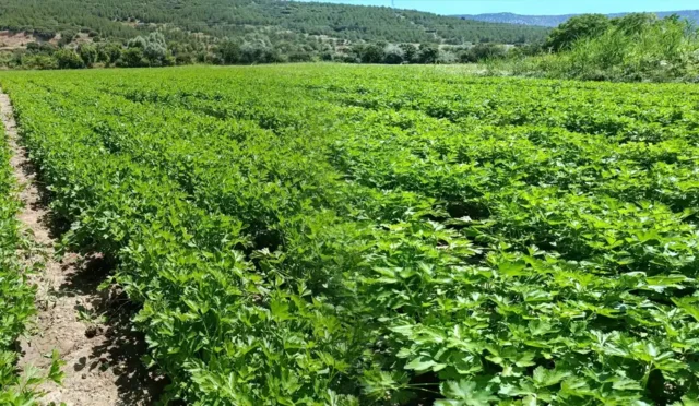 Burdur Çeltikçi'de taze maydanoz hasadı yapan çiftçiler