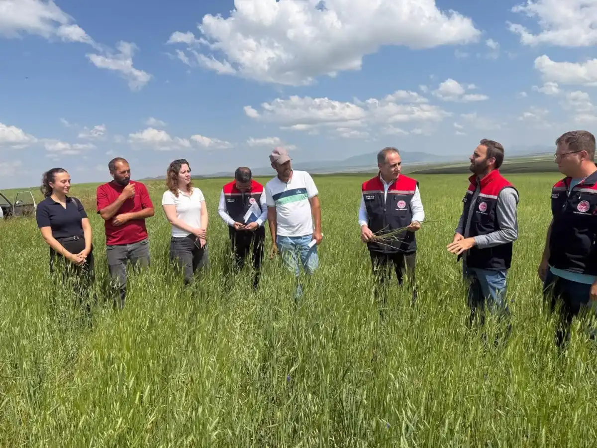 Kars’ın 13 Bin Yıllık Mirası Kavılca Buğdayı: Ata Tohumu Sahada İncelendi