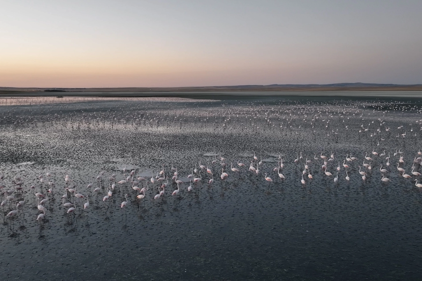 Flamingolara gözümüz gibi baktık… Uğurluyoruz!