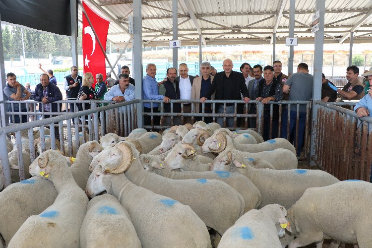 Manisa’da sürüleri iyileştirecek proje… Koçlar Büyükşehir’den