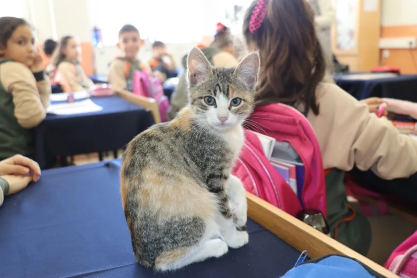 Amasya’da kedi ‘Karamel’ sınıfın parçası haline geldi