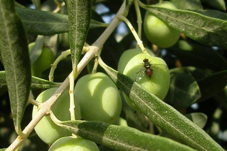 Bursa’da zeytin sineği ile 4. mücadele dönemi başladı