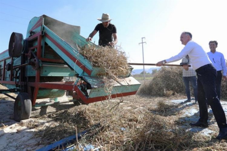 Tarladan sofraya… Cerrah Kuru Fasulyesi’nde hasat başladı