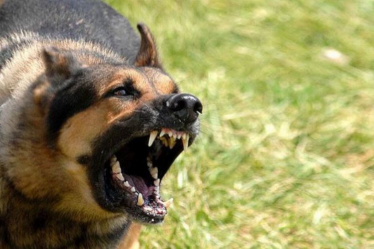 Ankara’daki köpek saldırısıyla ilgili İçişleri soruşturma başlattı