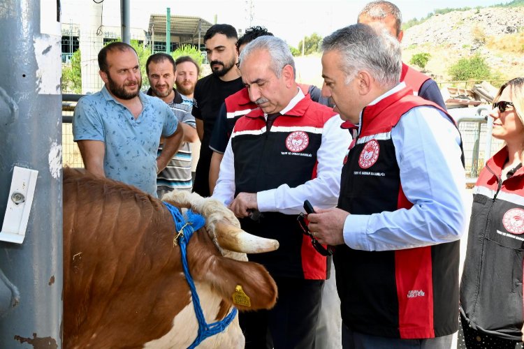 İzmir hayvan pazarları Kurban Bayramı’na hazır