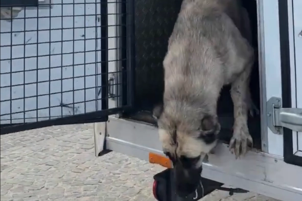 Mudanya’da ‘köpeklerin uyutulduğu’ iddialarına videolu yanıt