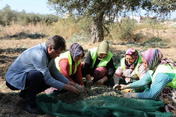 Edremit’te zeytin hasadı başladı