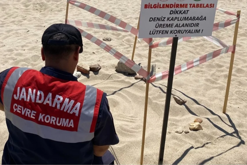 Edirne’de kaplumbağalara Jandarma’dan özel koruma