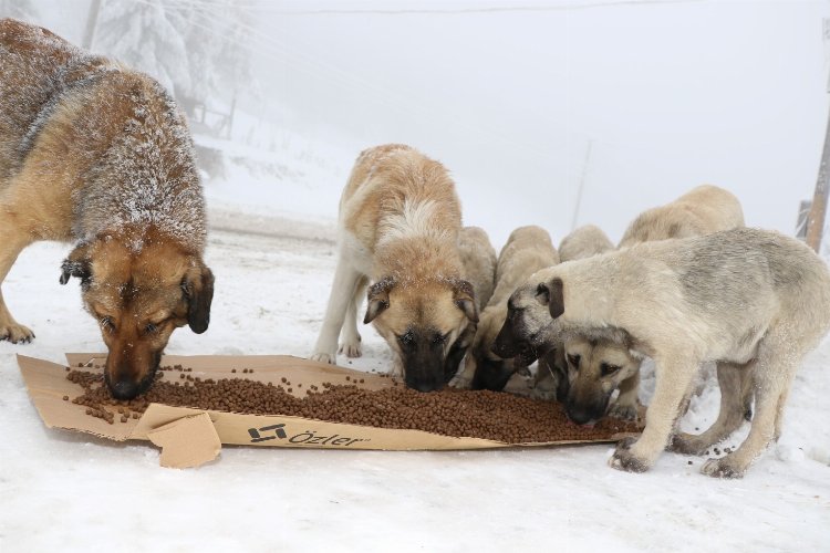 4 bin 209 sokak hayvanına Kocaeli’den sıcak yuva